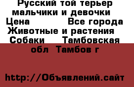 Русский той-терьер мальчики и девочки › Цена ­ 8 000 - Все города Животные и растения » Собаки   . Тамбовская обл.,Тамбов г.